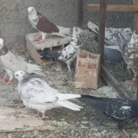 کفتر غریبگیری