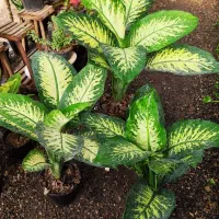 گلهای برگ درشت