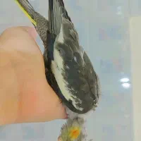 جوجه عروس هلندی|پرنده|شیراز, کوشک میدان|دیوار