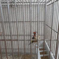 سهره جوجه سال.|پرنده|اهواز, بهارستان|دیوار