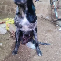 واگذاری دوقلاده سگ های گریت دین|سگ|بوکان, |دیوار