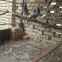 کبوتر در زرگان