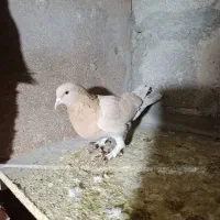 کفترتهرانی|پرنده|پاکدشت, پاکدشت (مامازند)|دیوار