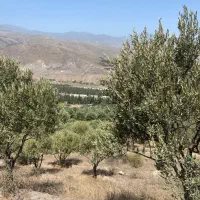 زمین باغی ۳هزارمتر با ۷۰تا نهال زیتون|فروش زمین و ملک کلنگی|رودبار, |دیوار