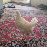 جوجه ماشینی .گوشتی