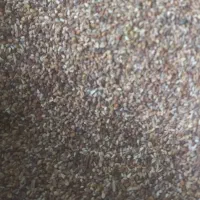 بذر شبدر پایه بلند برسیم|خدمات باغبانی و درختکاری|گرگان, |دیوار