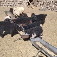 گوسفند فروشی|حیوانات مزرعه|سربیشه, |دیوار