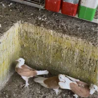 شازده زرد گره