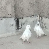 کبوتر پرشی|پرنده|گرگان, |دیوار