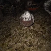 کبوتر رنگی و غیره