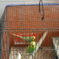 مرغ عشق|پرنده|جوانرود, |دیوار