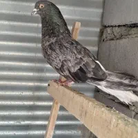 کفتر مایدوم نر فوق درشت