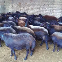 برره.نر.گوسفند|حیوانات مزرعه|سبزوار, ابارش|دیوار