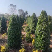 گل . یاس هلندی قیچی خورده زمینی|گل و گیاه طبیعی|شیرود, |دیوار