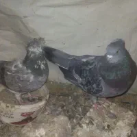 کبوتر|پرنده|کرباسک, |دیوار