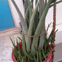آلوئه ورا و موسی در گهواره