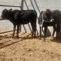 سلام فروش دوراس گوسال ماده|حیوانات مزرعه|قزوین, |دیوار