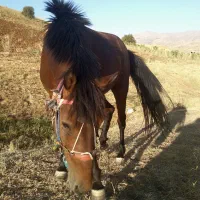 اسب