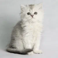 یه حبه قند بریتیش