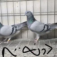 پرنده سرای ۱۱۰