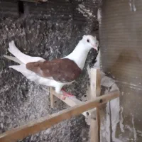 پشت سرخ پشت سیاه کله زرد خال