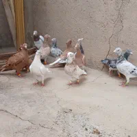 کبوتر هفرمگ رنگی|پرنده|دشتابی, |دیوار