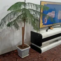 گل وگیاه خانگی