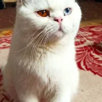 گربه اسکاتیش سفید و خاص