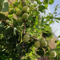 باغ 1000متری معاوضه با ماشین وآپارتمان