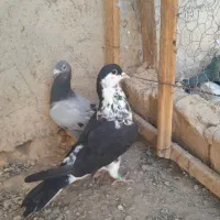 کبوتر نر