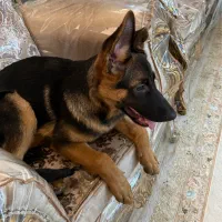 واگذاری توله ژرمن مو کوتاه|سگ|بوشهر, |دیوار