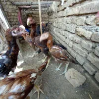 مرغ خروس لاری|حیوانات مزرعه|مشهد, احمدآباد|دیوار