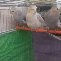 عروس هلندی|پرنده|اردبیل, |دیوار