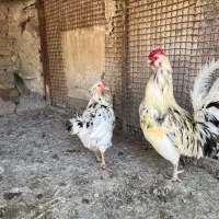 مرغ و خروس گلین و نیمچه زیبا