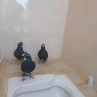 پلنگ و دمسیاه ماهان|پرنده|ماهان, |دیوار