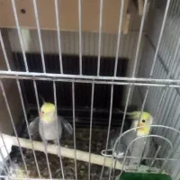 تعدادی عروس هلندی|پرنده|ماهدشت, |دیوار