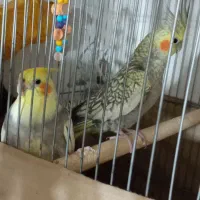 عروس هلندی|پرنده|صحنه, |دیوار