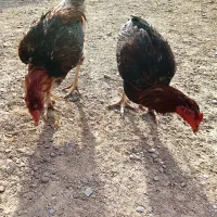 جوجه محلی|حیوانات مزرعه|زابل, |دیوار