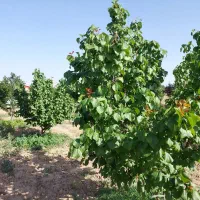 فروش-باغچه-مجوزدار