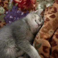 گربه بریتیش|گربه|نکا, |دیوار