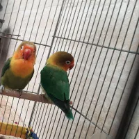 کوتوله برزیلی