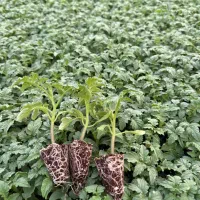 سلام نیاز مند پلاستیک ۴متری دسته دوم هستم