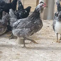 تخم مرغ گلین|حیوانات مزرعه|برخوار, |دیوار