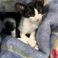 واگذاری گربه|گربه|کیش, |دیوار