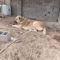 سگ دورگ افغان گله ای|سگ|پاکدشت, پاکدشت (مامازند)|دیوار