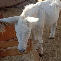 فروش یک عدد الاغ اخته|حیوانات مزرعه|محلات, |دیوار