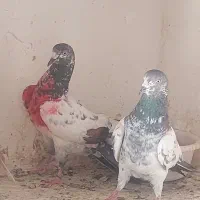 پاکستانی