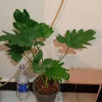 گلهای زیبای من|گل و گیاه طبیعی|خرم‌آباد, |دیوار