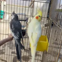 یک جفت عروس هلندی مولد|پرنده|بروجرد, |دیوار