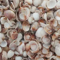 صدف دریاچه خزر|ماهی|برخوار, |دیوار